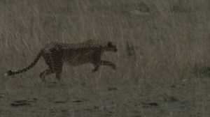 clip-6196514-slow-motion-shot-cheetah-running