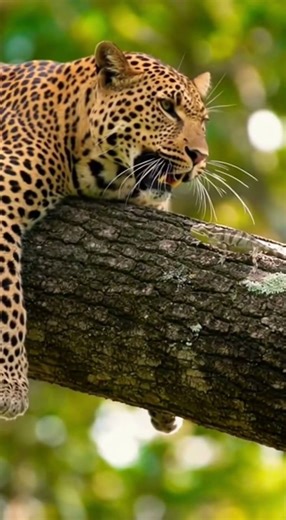 잠자는 표범 공격하고 '빛의 속도'로 사라진 카멜레온 (Chameleon vs Sleeping Leopard)