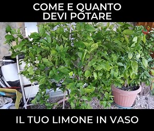 Qualche consiglio su come e quanto conviene potare il limone in vaso! | Orto da coltivare