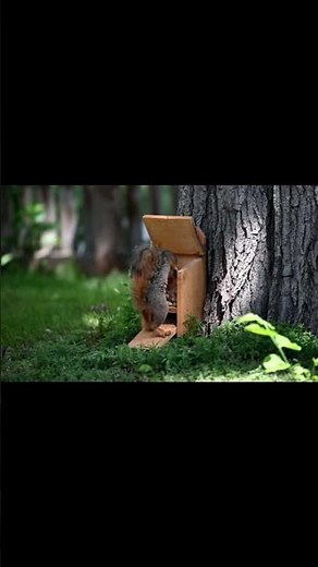 Full build on channel! Video #92 - Squirrel Feeder 1 hour, $2.00 - project