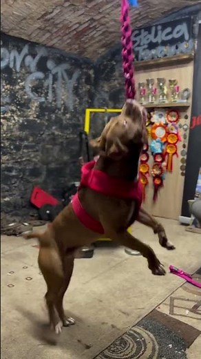 Work Time Today 😱🐶 #americanbully #pistenbully #myanimal #pitbull #mydog #mypet #dogfood #puppy