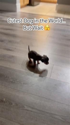 Cutest Dog Alive, But wait 😂 #shorts #youtubeshorts #viral #fyp #trending #puppy #viral #waitforit