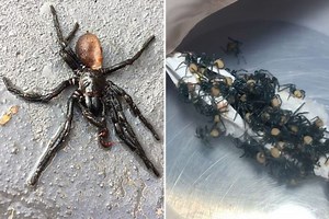 Now Australia hit by explosion of deadly alien-like funnel web spiders invading homes after fires and floods