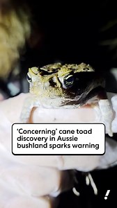 92K views · 419 reactions | An Aussie man made a “concerning” cane toad discovery in Sydney’s west  | Yahoo News Australia | Facebook