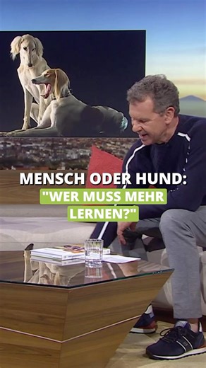 Wer muss mehr lernen – Mensch oder Hund? Hier kann man sagen, dass der Mensch viel mehr lernen muss. Wenn unsere Hunde auf die Welt kommen, kennen sie ja ihre Sprache und können sehr gut unter Artgenossen kommunizieren. Dafür nutzen sie im Wesentlichen auch ganz andere Kommunikationskanäle als wir, zum Beispiel die Körpersprache. Wir Menschen hingegen quatschen unheimlich gerne und viel. Von daher müssen wir zuerst einmal lernen, unsere Hunde überhaupt zu lesen und zu verstehen, um überhaupt mit