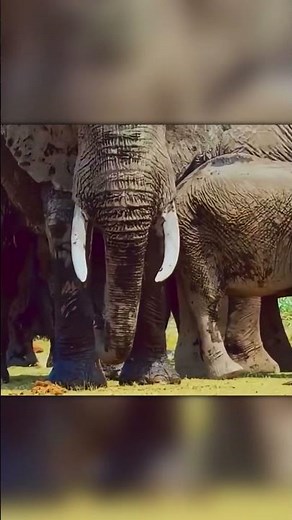 National Geographic Hides Cameras as Elephant Poop!