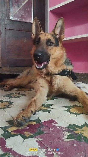 German shepherd dog/Meet Your New Best Friend: Adorable & Hot German Shepherd DOGS for FREE Adoption