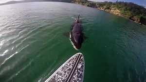 ¿Amante del mar? ¿Del Stand Up Paddle? No se pierda esto. | Federación de Surf de Costa Rica