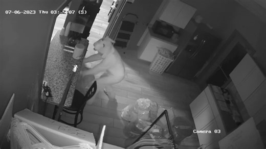 2.5K views · 15 reactions | BUNNY BANDIT: Police in Illinois are searching for a "furry felon" who broke into a laundromat on Thursday. https://trib.al/KHCVT8k (Credit: Quincy Police Department via Storyful) | Eyewitness News | Facebook