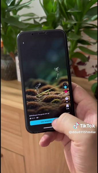 Download Stunning Live Wallpapers for Your Phone