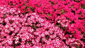 18 reactions | Tons of Spring inspiration at the Chicago Flower &...