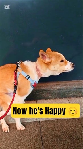 Episode 4|abandoned dog rescue video| #dogrescue #rescuedog ##saveanimals ##streetdog #kindness #dog