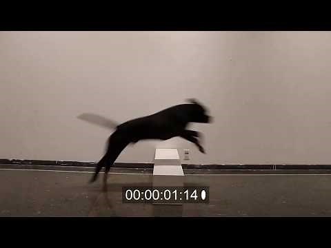 Dog Jumping Over Log/Pillar ~ Animal Animation Reference Video