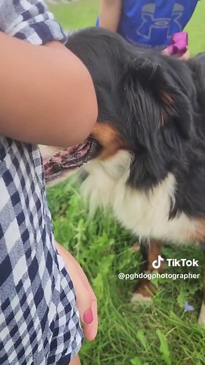 Mission accomplished! We drove 2.5 hours to an Amish puppy mill to rescue this sweet girl as a foster. she was going to be put down within the next few days so we had to act fast once we got the news. She was terrified of the van. But we got out of there fast and then found a field for some bonding. Within 5 minutes she was a different dog. Relaxed, as if she had been with us her whole life. She LOVED the kids from the start. Hopped right in the van after that, wagging her tail the whole time. S