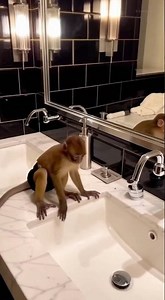 Baby monkey in the bathroom #ai
