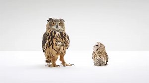 81K views · 142 reactions | Western Governors University on Reels | Facebook