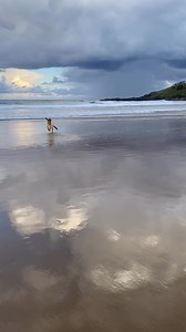 🏖️ Experience the untamed beauty of Boambee Beach, stretching from Corambirra Point to Boambee Creek. 🐕 While the beach is not patrolled, it's a haven for fishermen, horse riders and four-wheel drive enthusiasts. Plus, dogs like @mulla_cattledogx are welcome to roam off-leash, creating unforgettable moments for your furry companions. 🤩 At the southern end, discover Boambee Creek Reserve, a family-friendly hotspot with shallow waters, playgrounds, and picnic facilities. Indulge in a beachside 