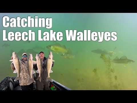 Epic Fall Walleye Fishing at Leech Lake