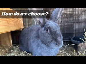 Selective Breeding: Culling Rabbits for Desirable Traits