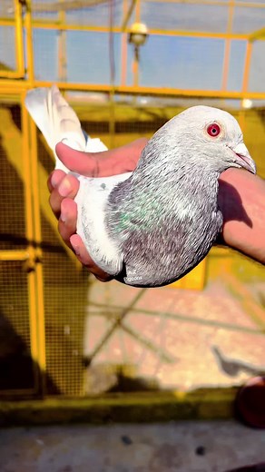 Pigeon Care Tips: How to Handle and Showcase Your Bird