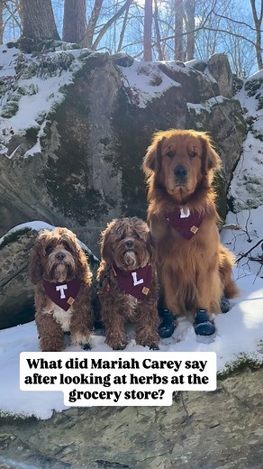 Knock knock 🐶🐾🚪 • • #dog #cavapoo #goldenretriever #dadjokes #dogdad #reels #funny #snow #fyp | Adventuresofteddyleoandduke