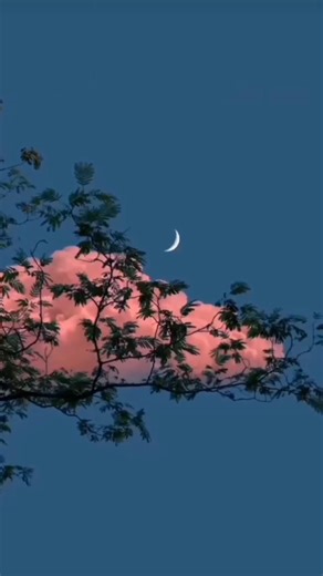 I Filmed a Forest Coming Back to Life After the Apocalypse