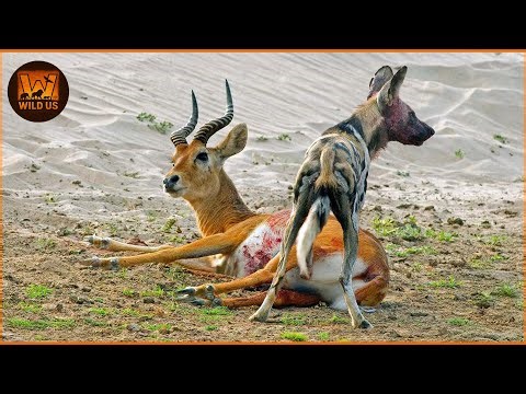 Most Terrifying Wild Dog Attacks Ever Caught on Camera | Wild Animals