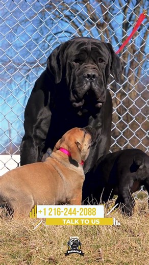 Huge Dogs Yet Gentle With Pups #boerboels #boerboelpuppies #protectiondogs