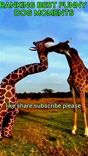 Ranking best funny animals moments 🦒🐢🦀