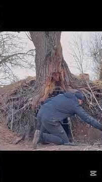 Build a House Under an Old Tree