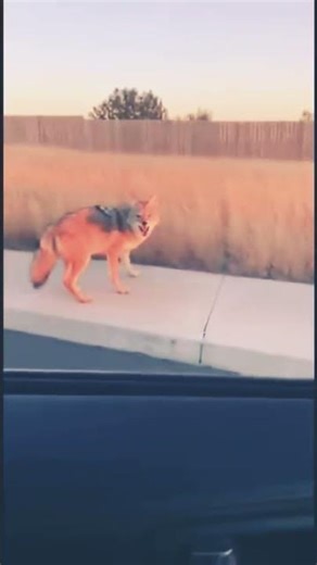 comedy with Wolf #comedy #funny