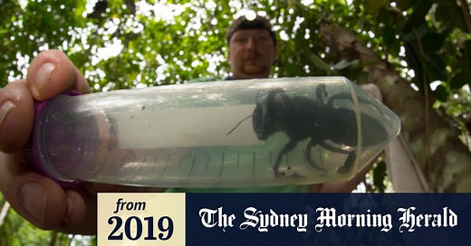 World's largest bee rediscovered