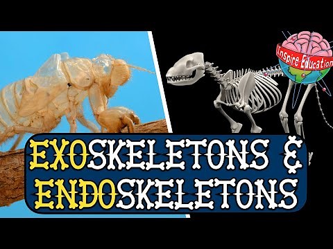 Exoskeletons and Endoskeletons