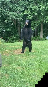 Bear spotted in the Blountville, TN area behind Family Pet Veterinary Hospital on 11W. From Melissa Wood. | David Boyd WCYB