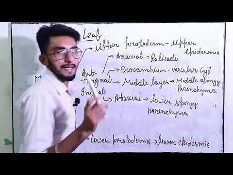 Leaf // Origin // development // Leaf Primordia // leaf transverse section // By Studistic fellas