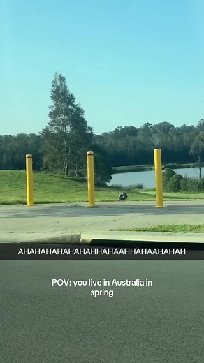Magpie Swooping Season in Australia