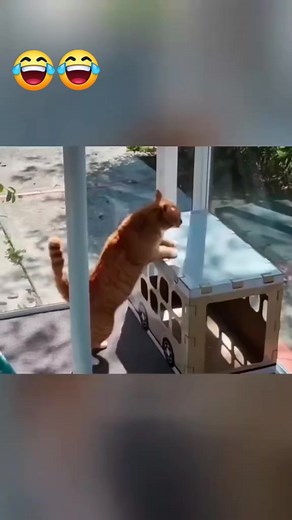 😂😂😂 cat said 👀 #funnyreels #funnyvideos #cats #reelsfacebook #cat #funnymoments | Funny and Viral Reels