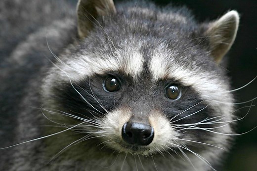 Should You Keep a Raccoon as a Pet?