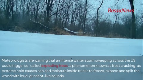 Warning issued over exploding trees sounding like gunfire during extreme cold