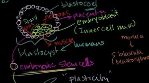 Embrionalne komórki macierzyste