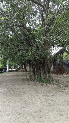 #shorts #youtubeshorts #nature #tree #banyantree #beautifulnature #pu #stc