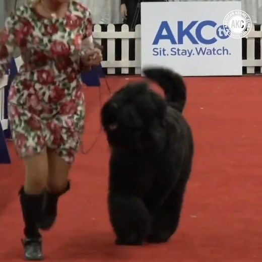 7.8K views · 256 reactions | Watch the 2022 Kentuckiana Cluster of Dog Shows live from Louisville, KY on March 18th & 19th. ONLY on AKC.tv! | American Kennel Club | Facebook