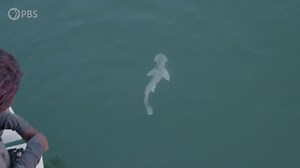 Shark lovers麗! Stay tuned for our NEW series all about the shark mysteries we have yet to uncover. On Sharks Unknown, host Jasmin Graham goes on a mission with shark scientists to investigate mysteries, the wonders of shark migration, explore what warming waters actually mean for these animals, and much more. Let us know what you want to discover! We’ll DIVE IN 麗 next Tuesday, July 25th on Terra: https://www.youtube.com/@pbsterra/featured | PBS Digital Studios | Facebook