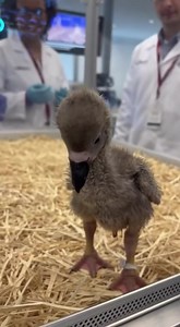 9.6M views · 35K reactions | Scientists Reveal First Lab-Created Dodo...