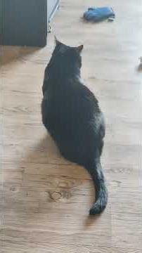 kitty is curious about washing room