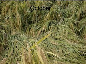 A Year in a Japanese Rice Field