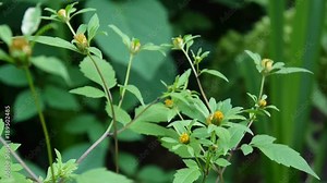 Bidens tripartita. Medicinal plant of Europe. Video footage static camera.