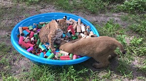WARNING!!! CUTENESS OVERLOAD!! Check out a few of our bobcats as they enjoy a bobcat safe ball pit. There may be some catnip involved! Help support all our cats, from tabbies to tigers today on World Cat Day with the purr-chase of a beautiful bracelet at BigCatRescue.org/bracelet | Big Cat Rescue