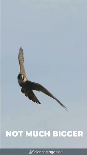 The Peregrine Falcon ❙ Fastest Animal On Earth