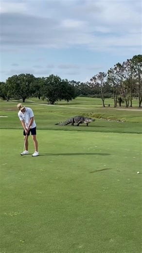 5K views |  HORRIFYING! A crocodile suddenly lunged out and attacked a man right in front of shocked witnesses. The scene left everyone trembling!  | USA Life Time | Facebook